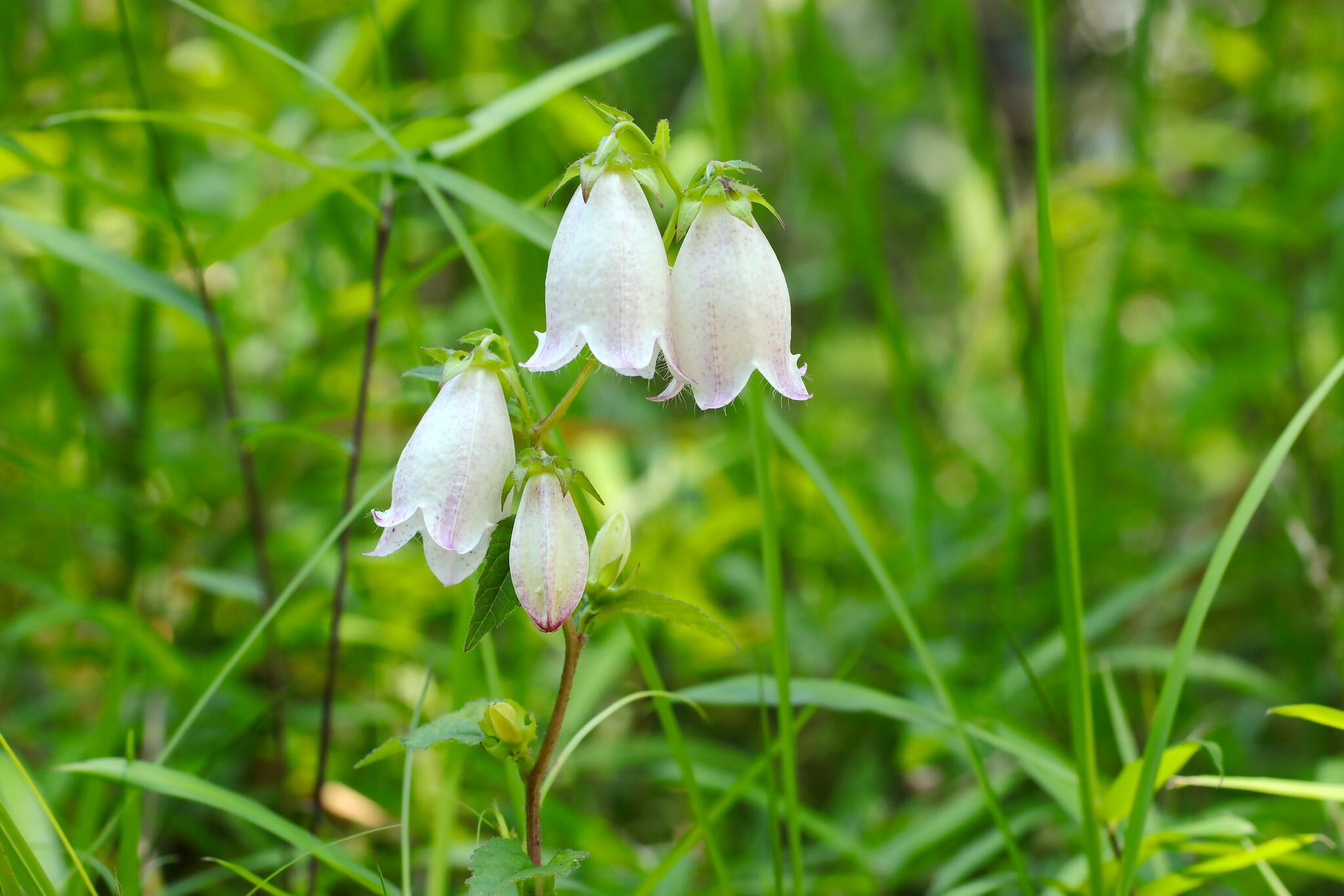 white bellflowers